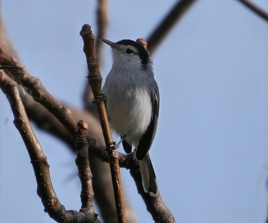 Weißbrauen-Mückenfänger - ML644525158