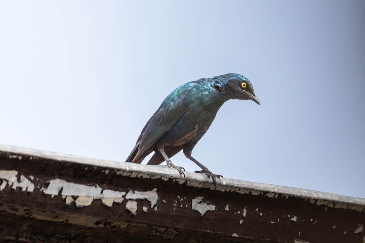 Greater Blue-eared Starling - ML644525184