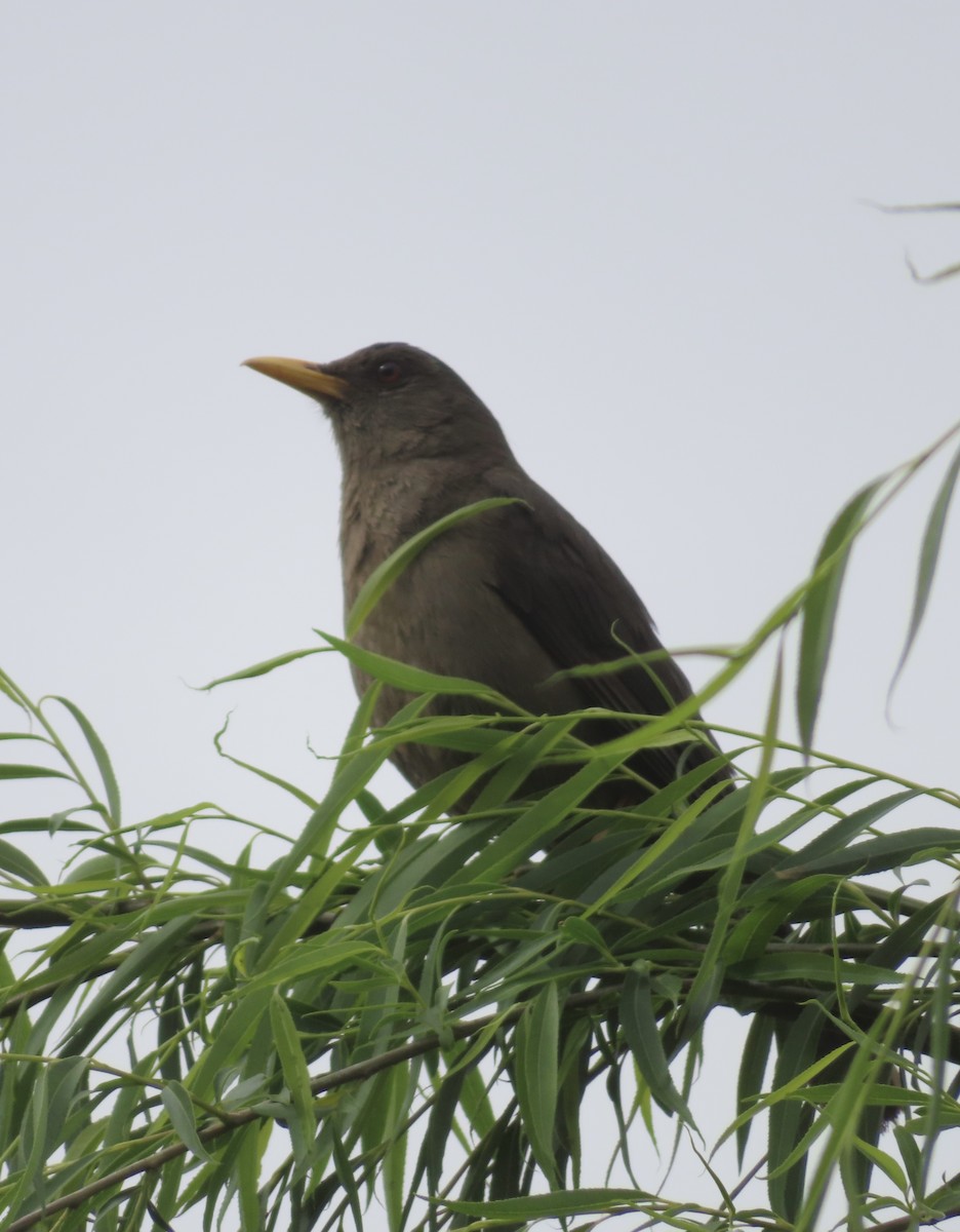 Хігуанко - ML644525188