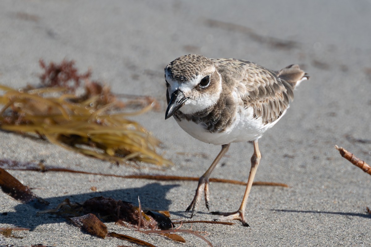 Wilson's Plover - ML644525196