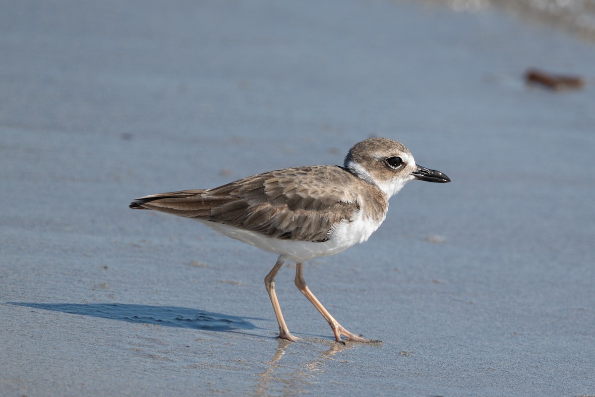 Wilson's Plover - ML644525197
