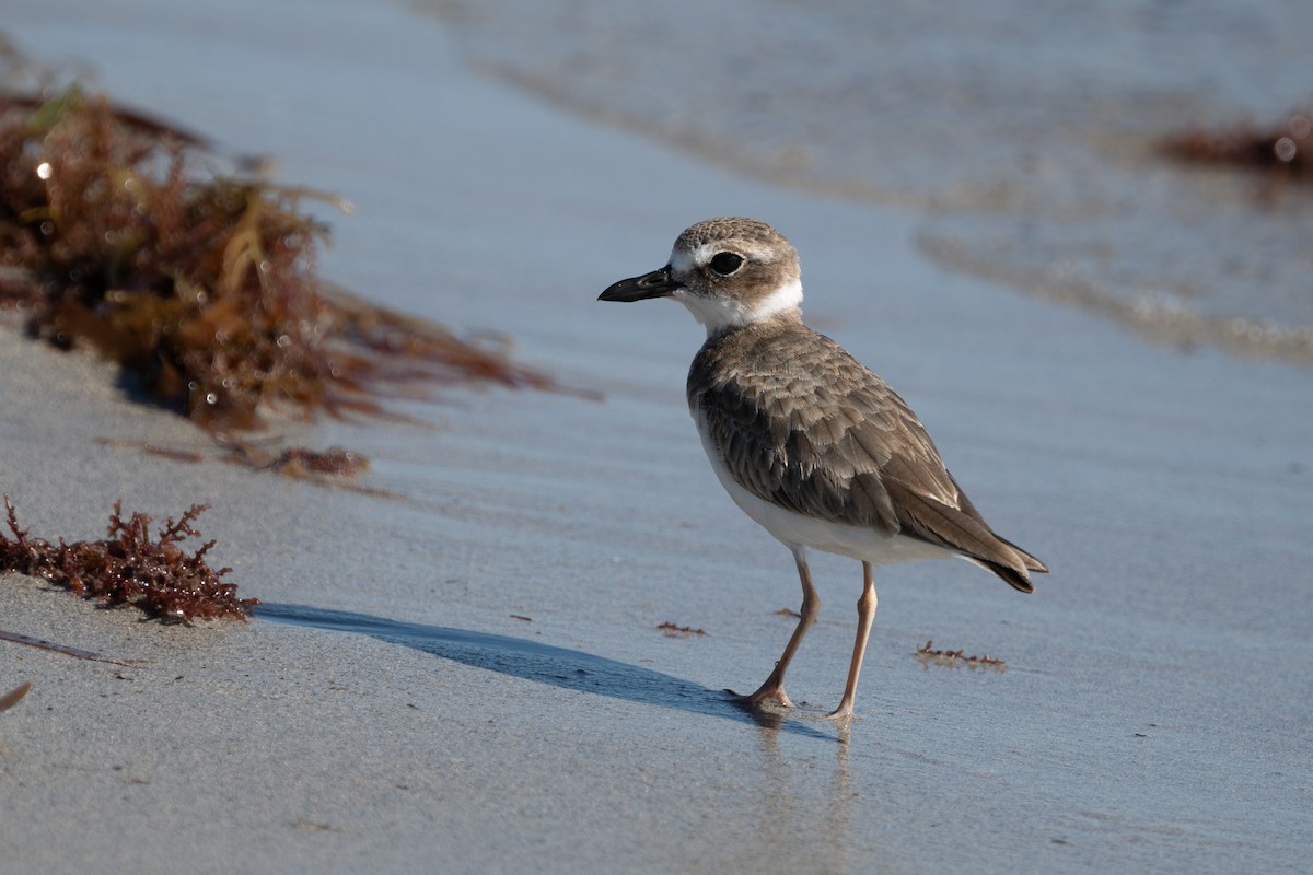 Wilson's Plover - ML644525202