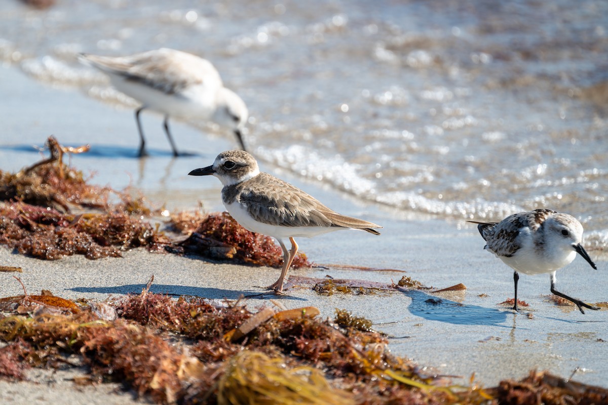Wilson's Plover - ML644525205