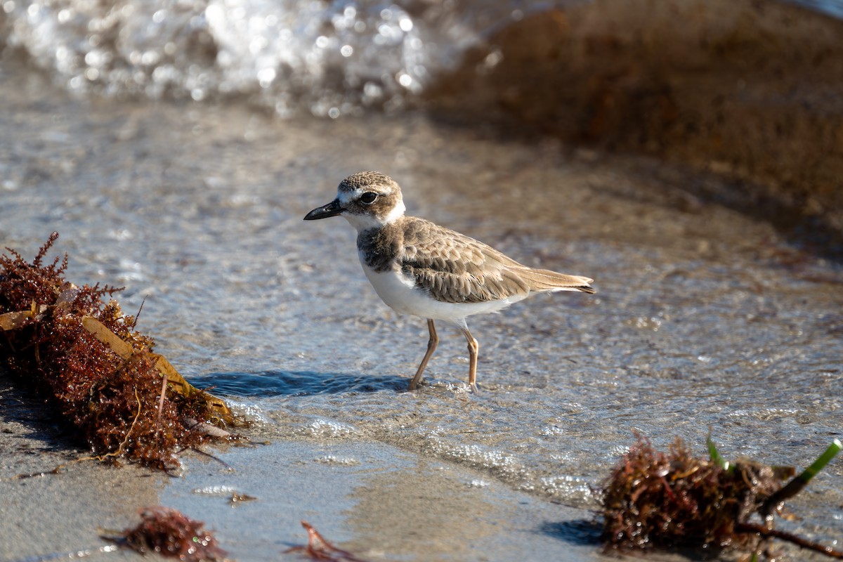 Wilson's Plover - ML644525206