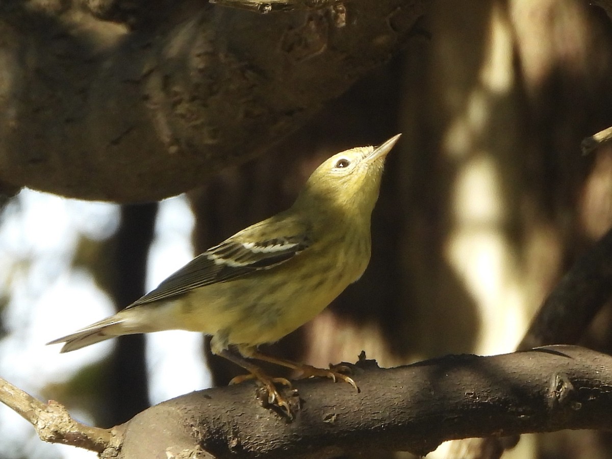 lesňáček černohlavý - ML644525212