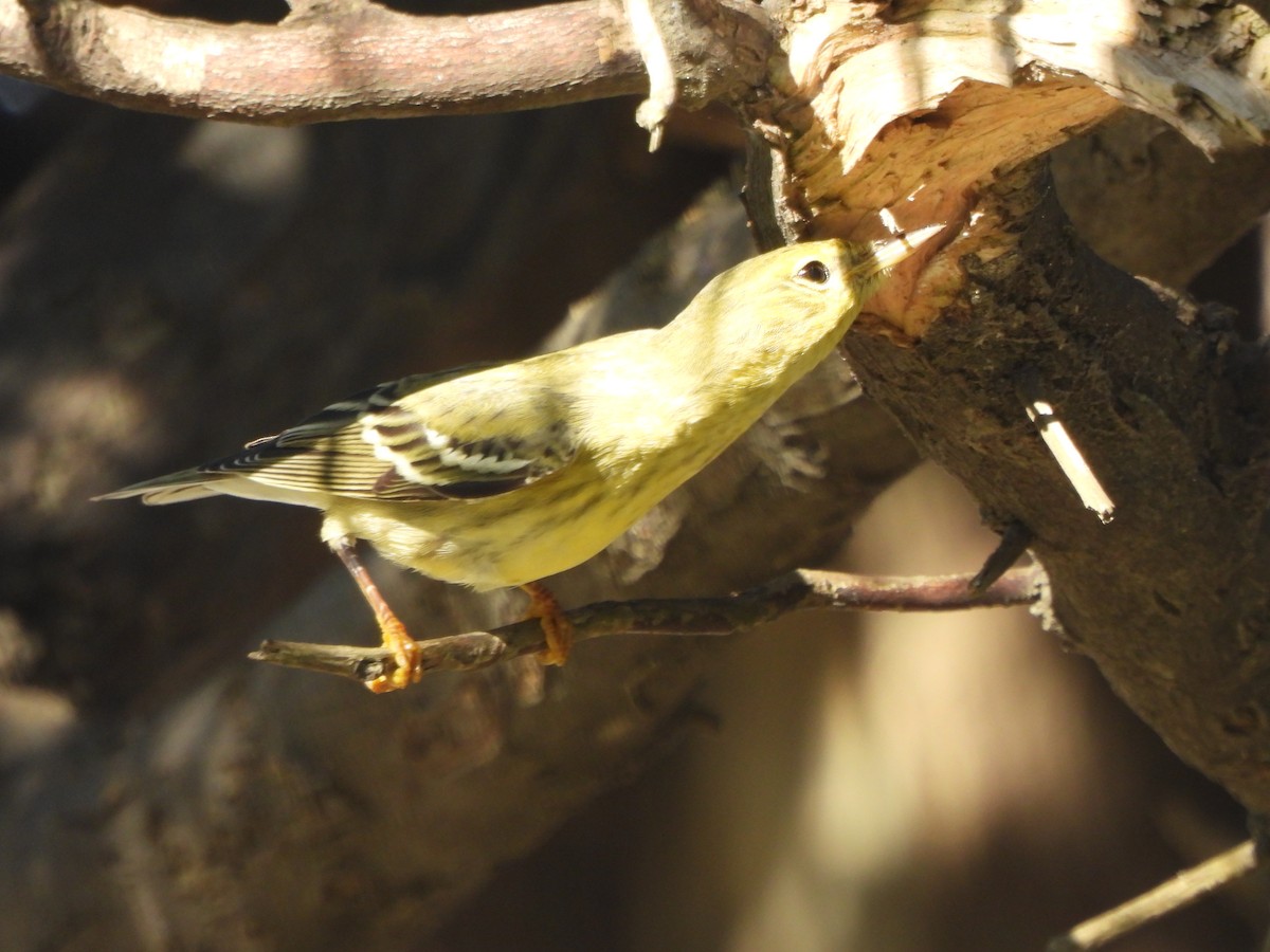 lesňáček černohlavý - ML644525213