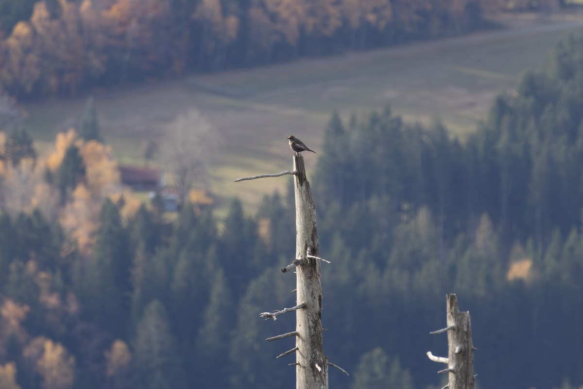 Ring Ouzel - ML644525215