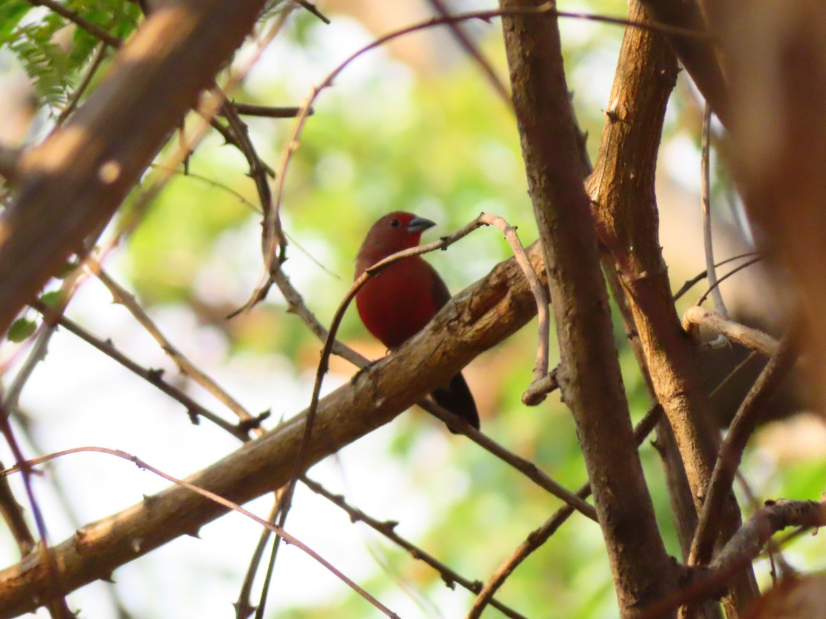 Rosenamarant - ML644525218