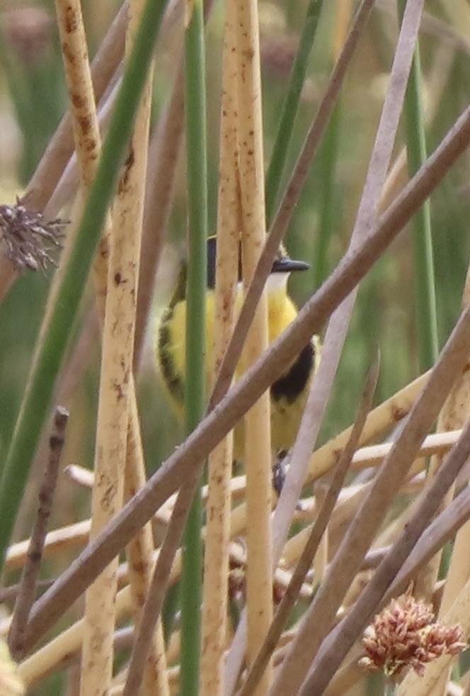 Тачурі - ML644525225