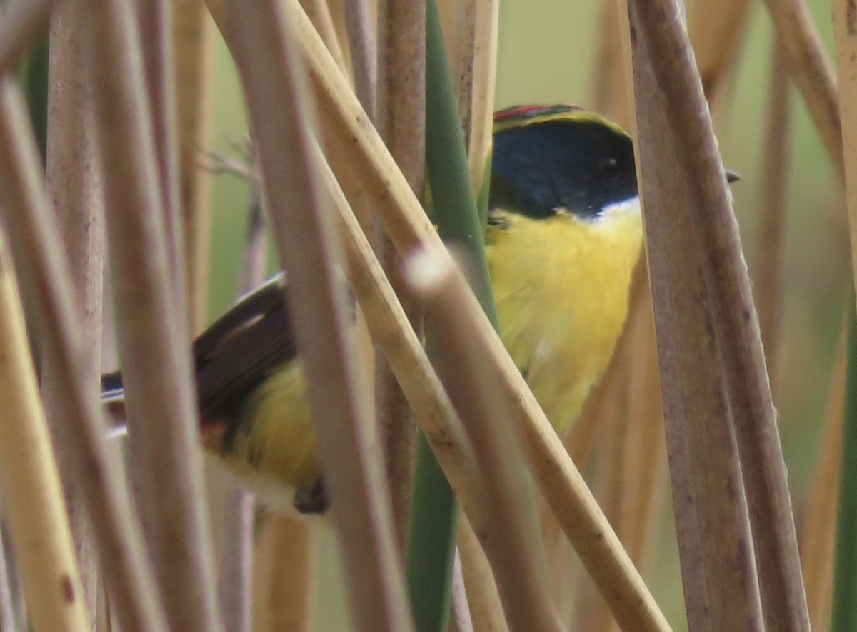 Тачурі - ML644525227