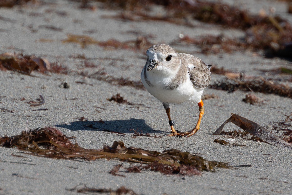 Flötenregenpfeifer - ML644525236