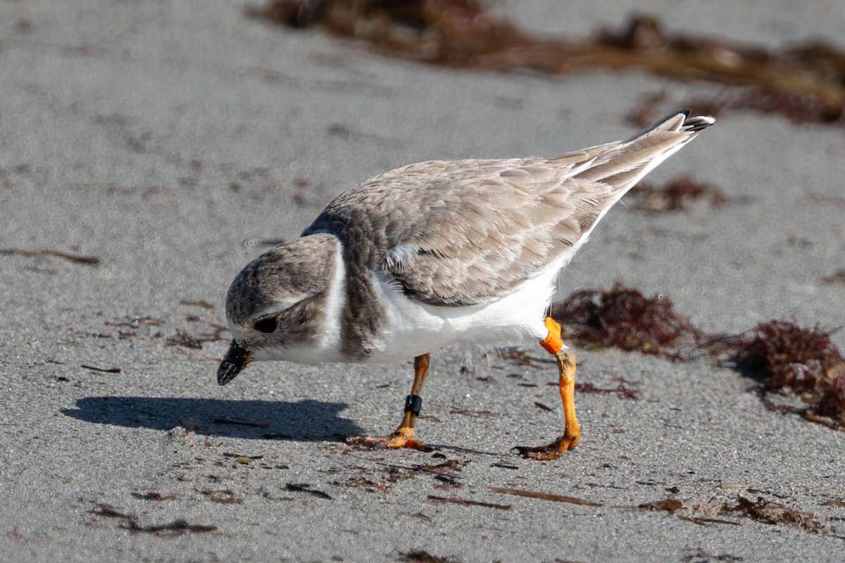 Flötenregenpfeifer - ML644525237