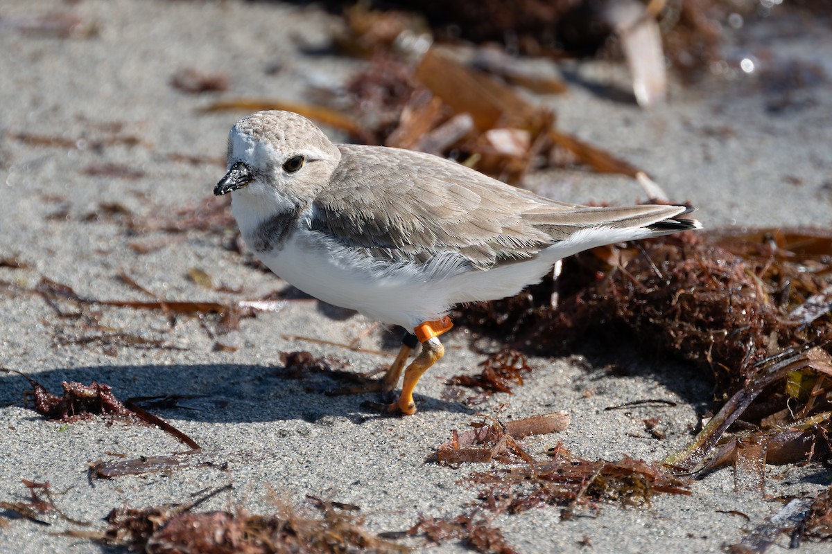 Flötenregenpfeifer - ML644525240