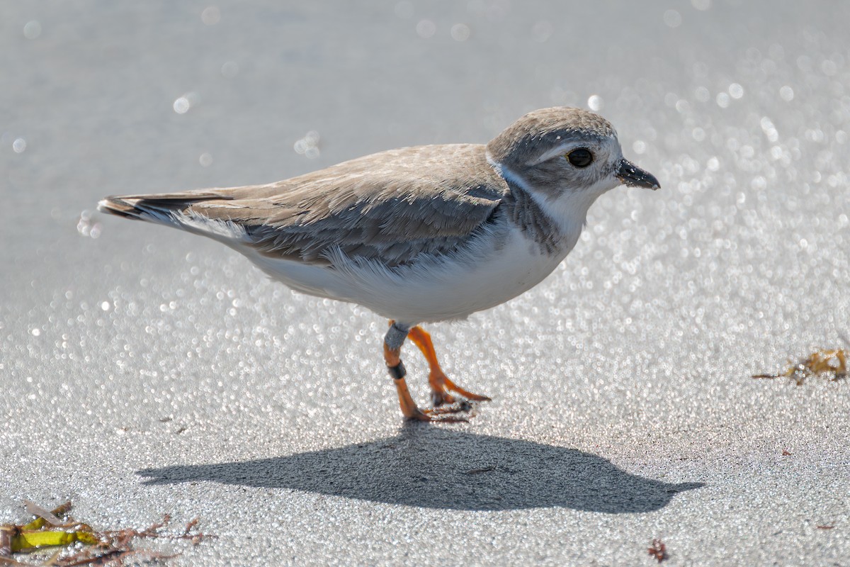 Flötenregenpfeifer - ML644525241