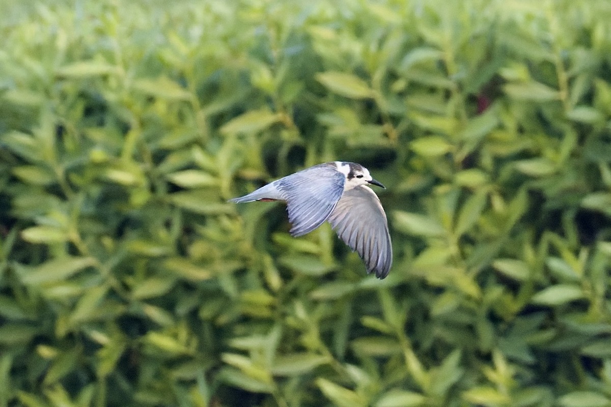 Fumarel Aliblanco - ML644525242