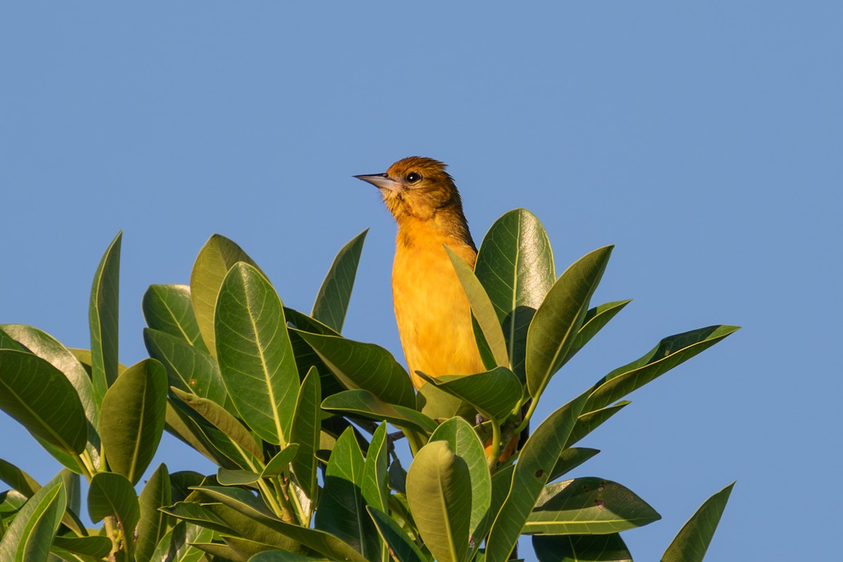 Oriole de Baltimore - ML644525251