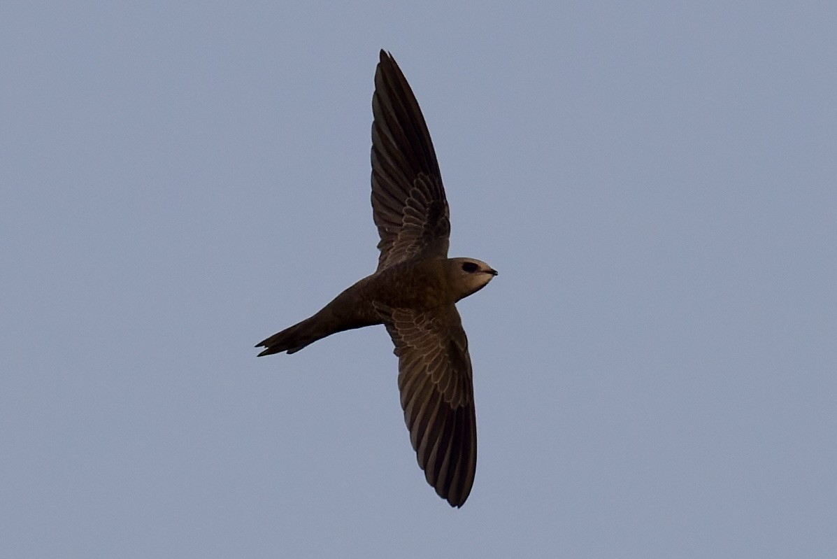 gråseiler - ML644525252