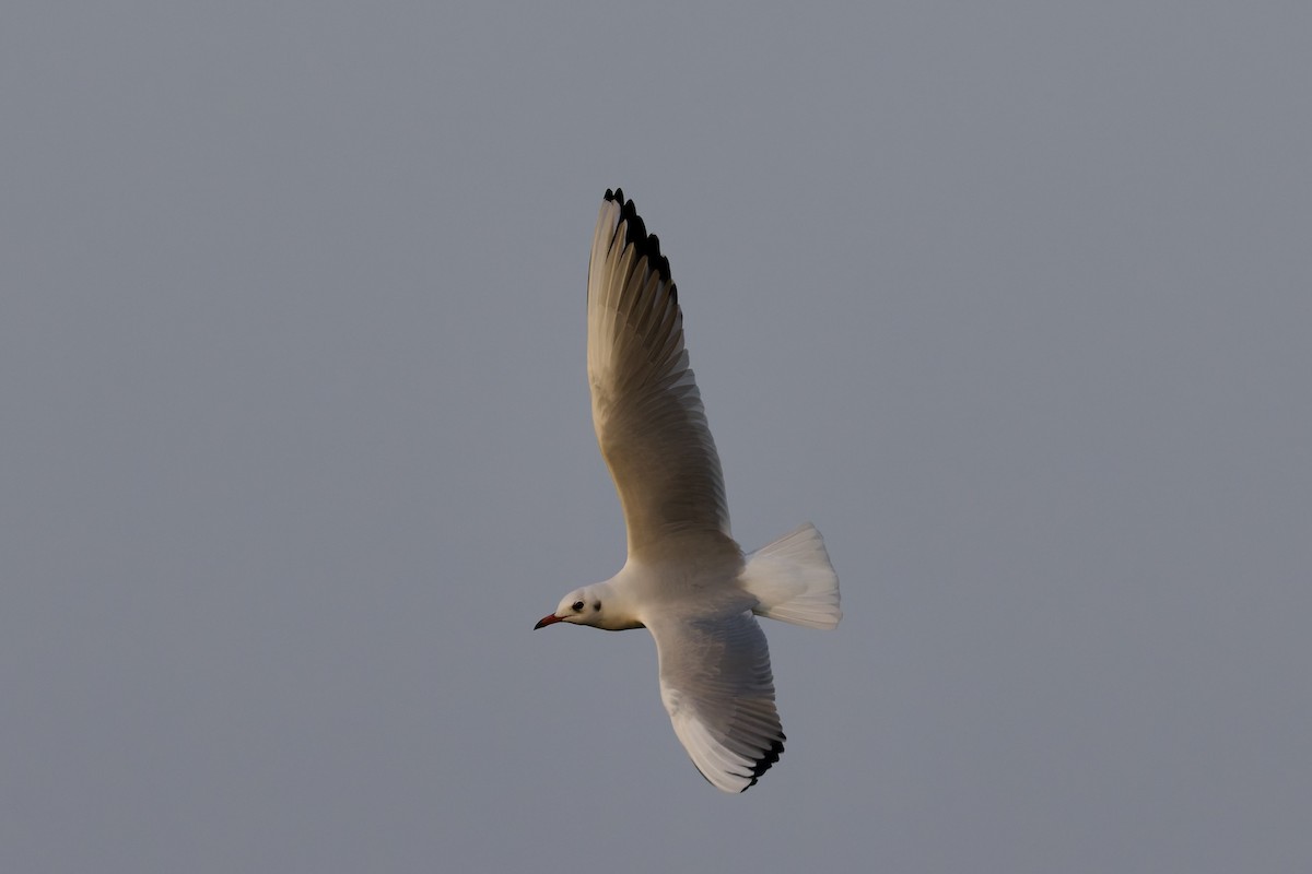 hettemåke - ML644525256