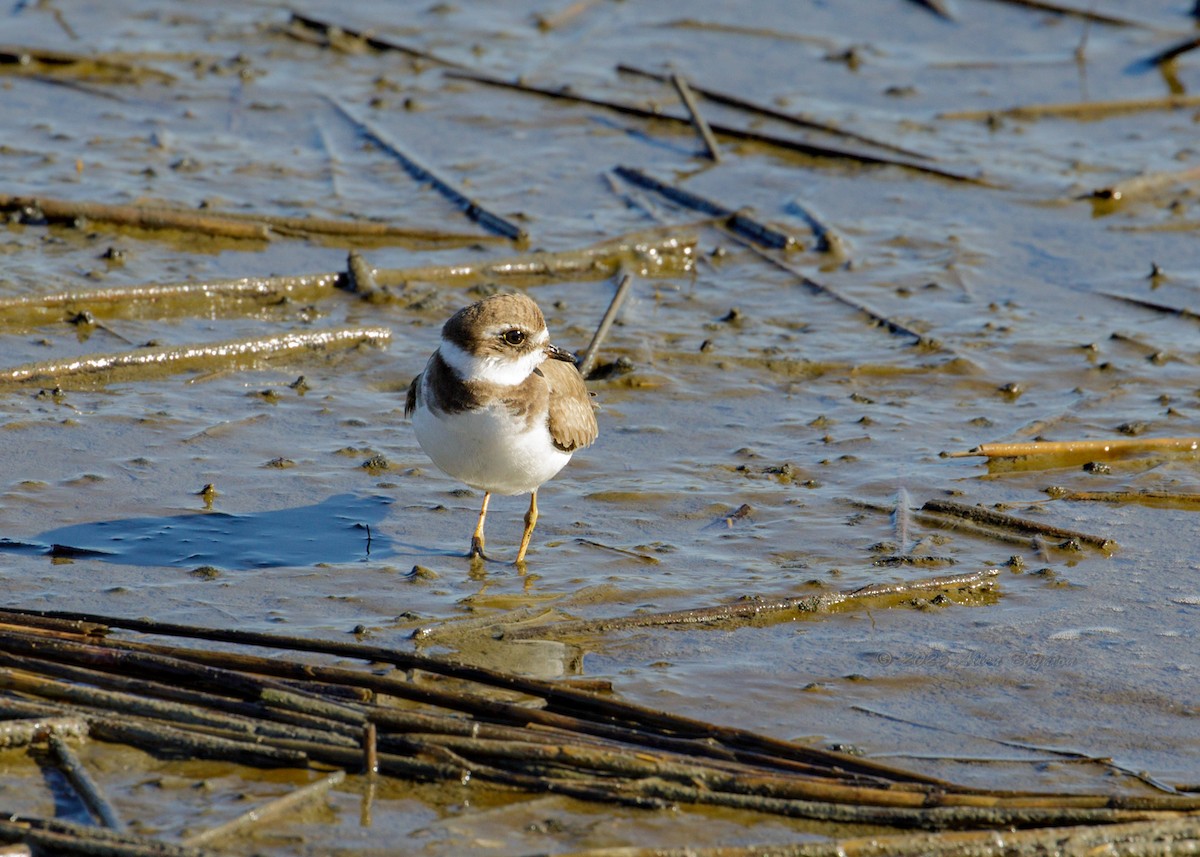 ミズカキチドリ - ML644525257