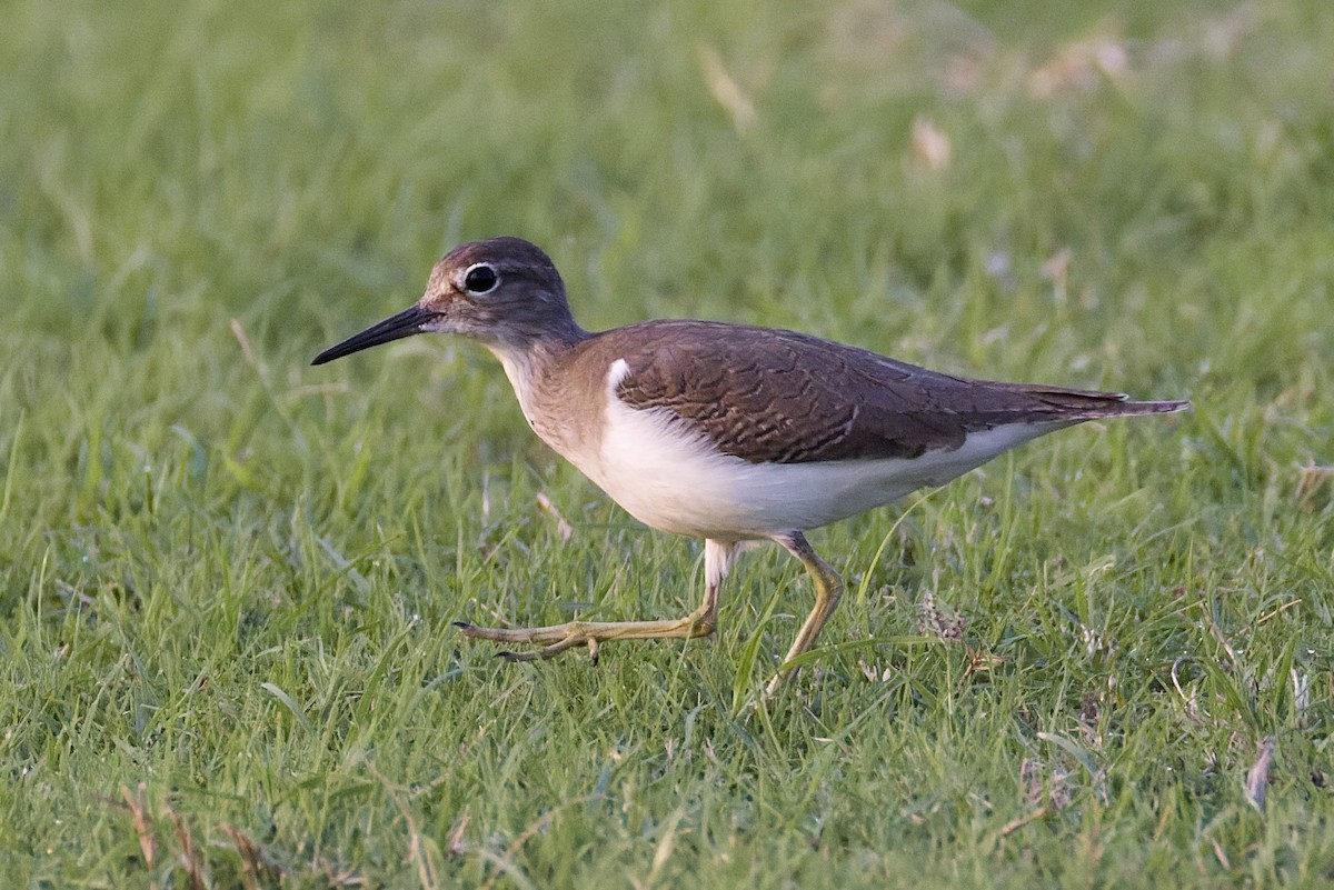 磯鷸 - ML644525269