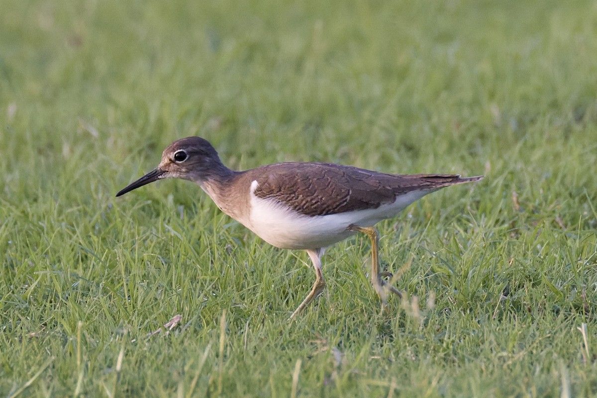 磯鷸 - ML644525270