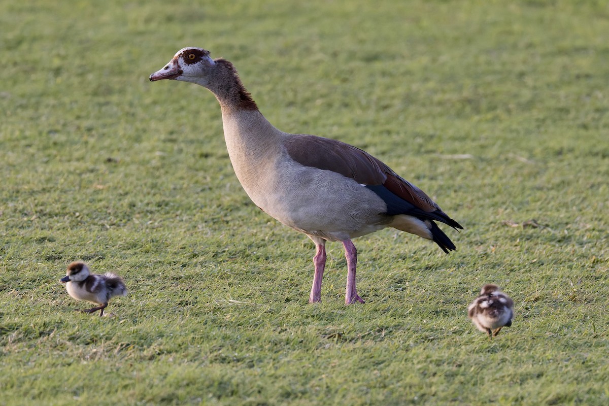 niland - ML644525278