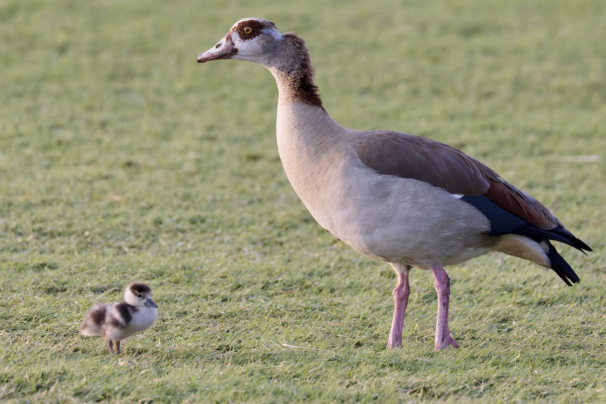 niland - ML644525279