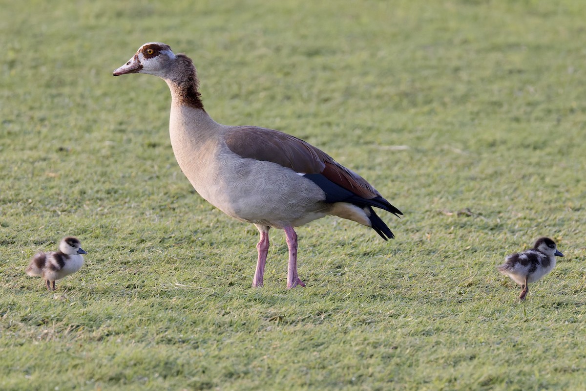 niland - ML644525280