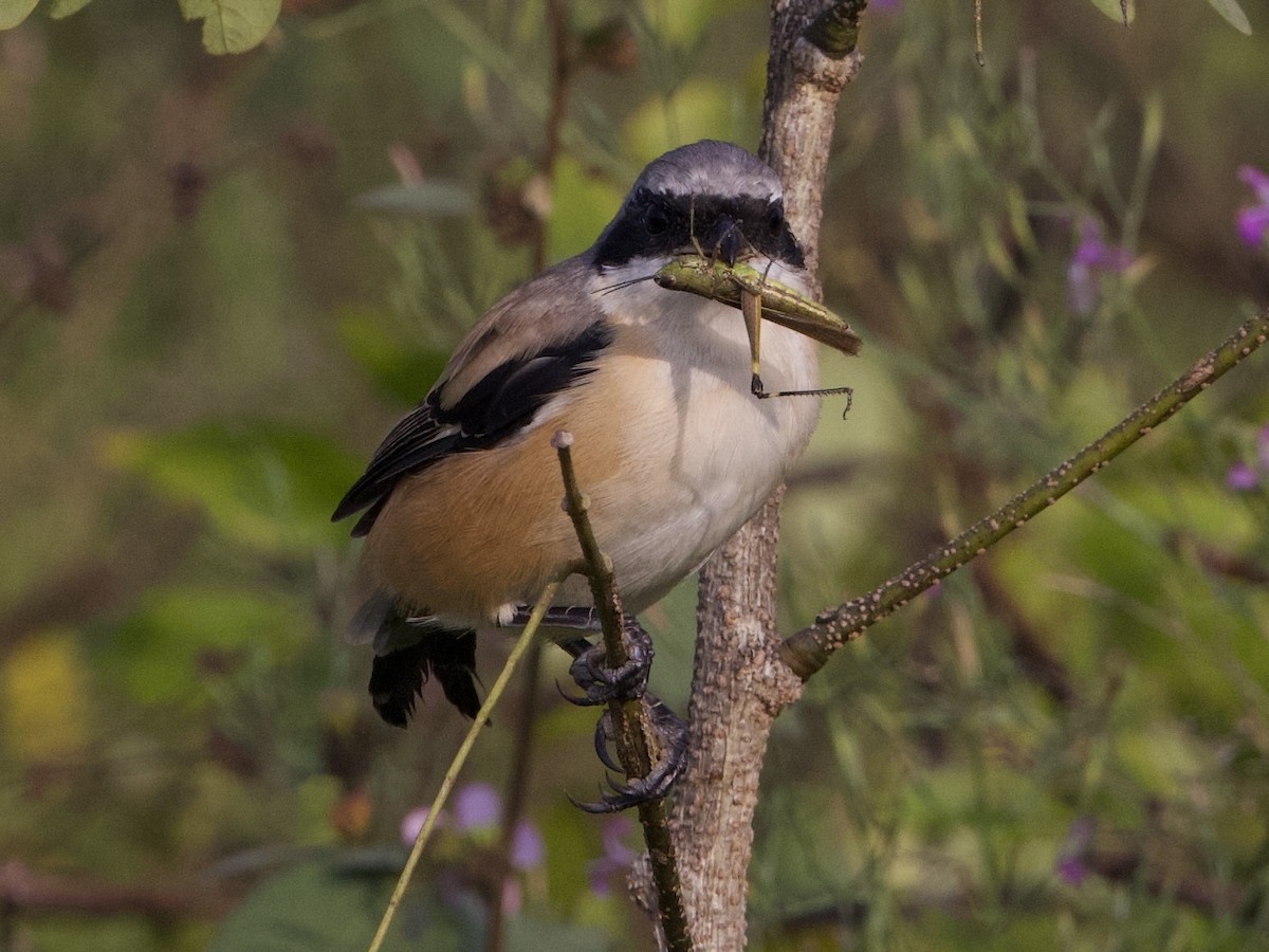 Antzandobi isats-luzea - ML644525282