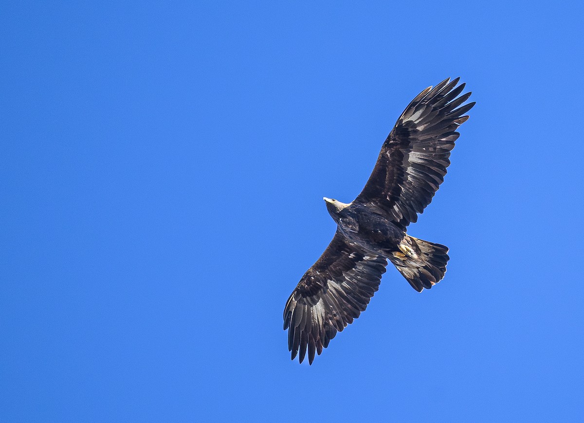 イヌワシ - ML644525290