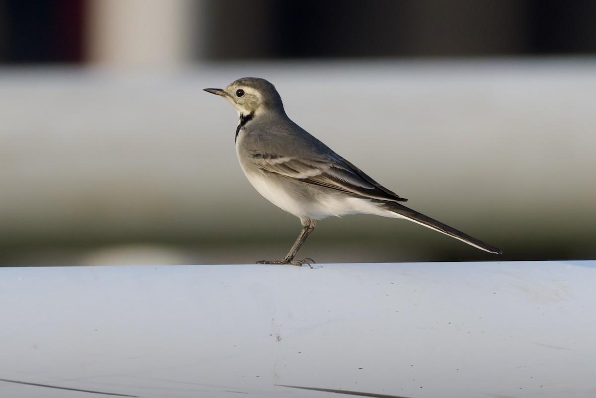 linerle (alba/dukhunensis) - ML644525291