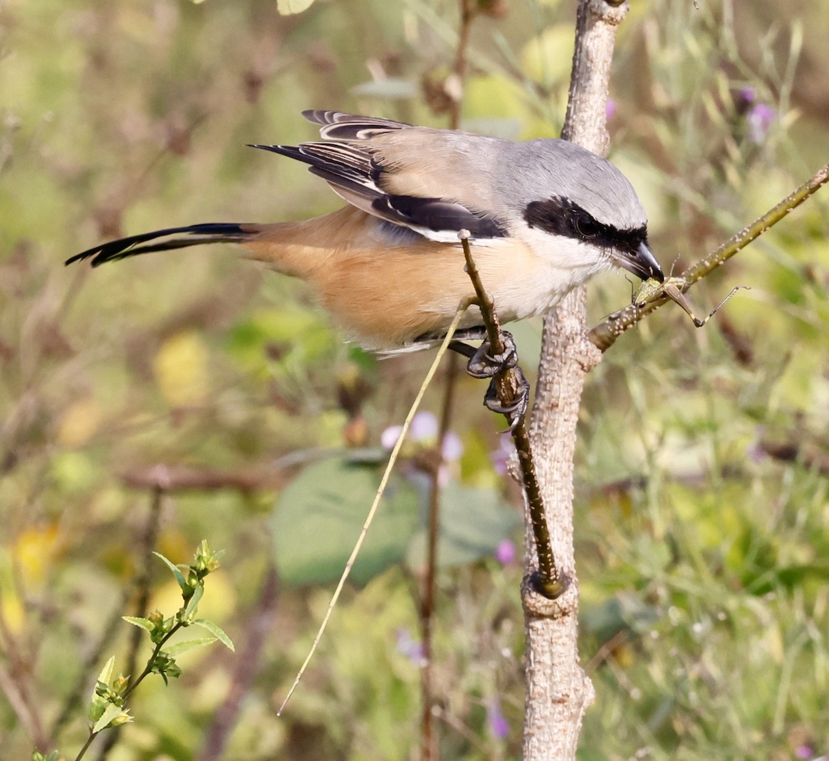 Antzandobi isats-luzea - ML644525296