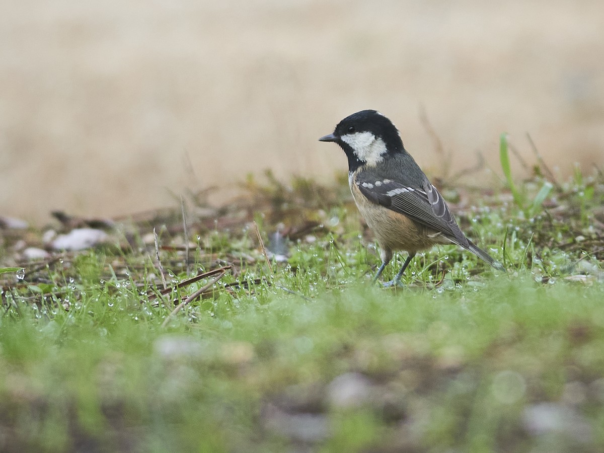 Coal Tit - ML644525298
