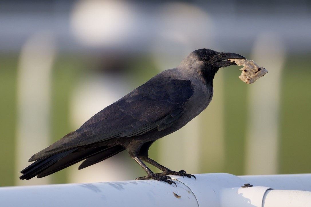 huskråke - ML644525300