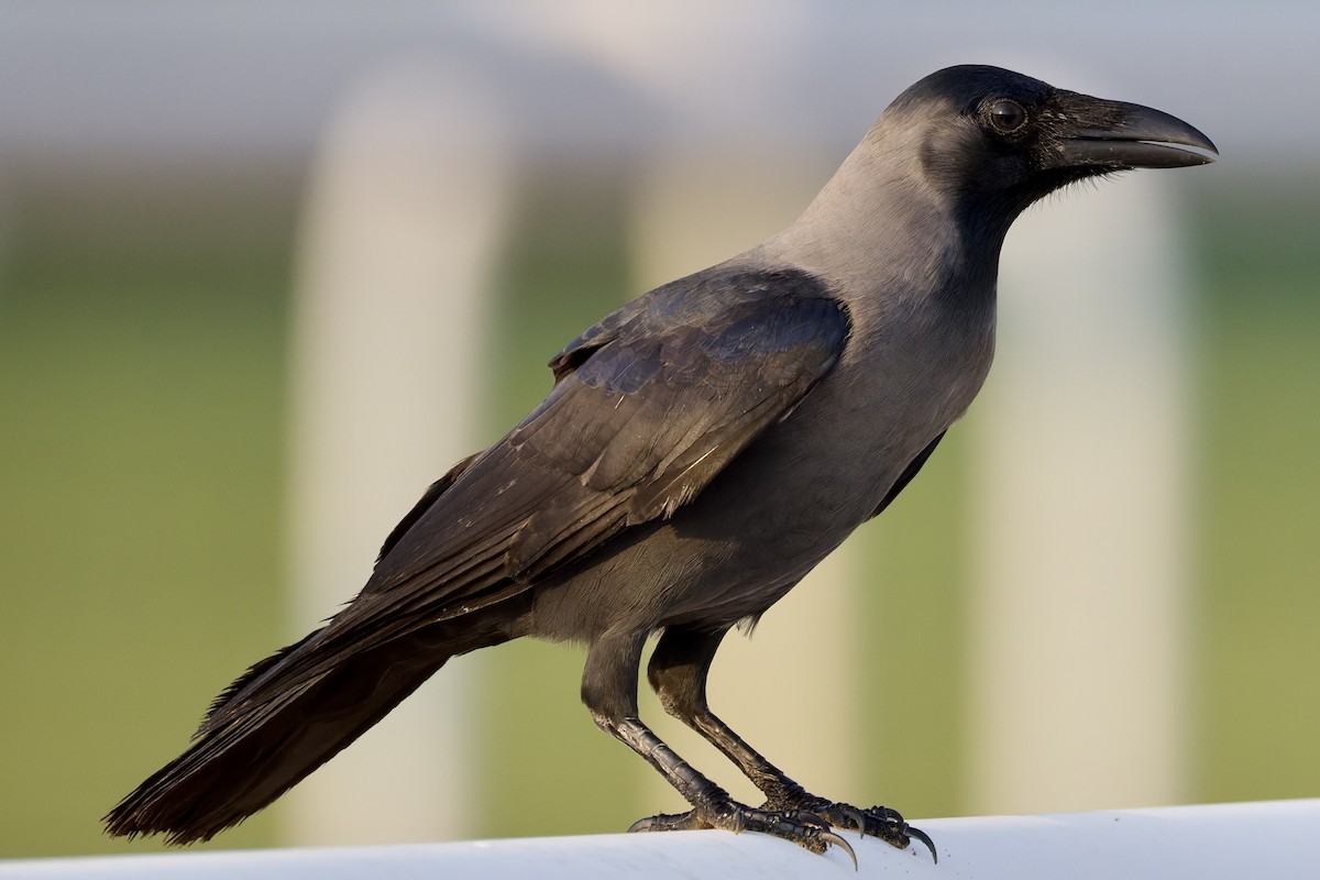 huskråke - ML644525301