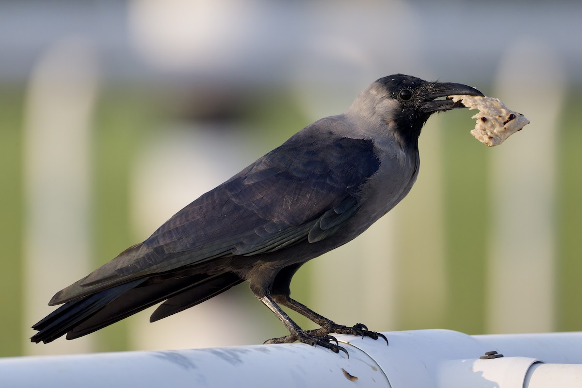 huskråke - ML644525302