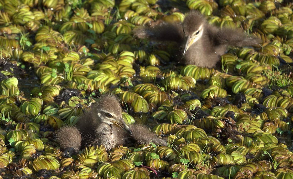 kurlan chřástalovitý - ML644525307