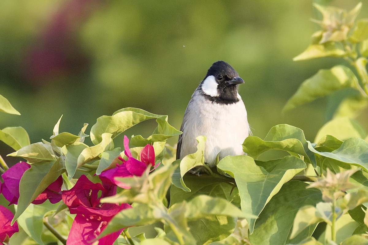 hvitørebylbyl - ML644525312