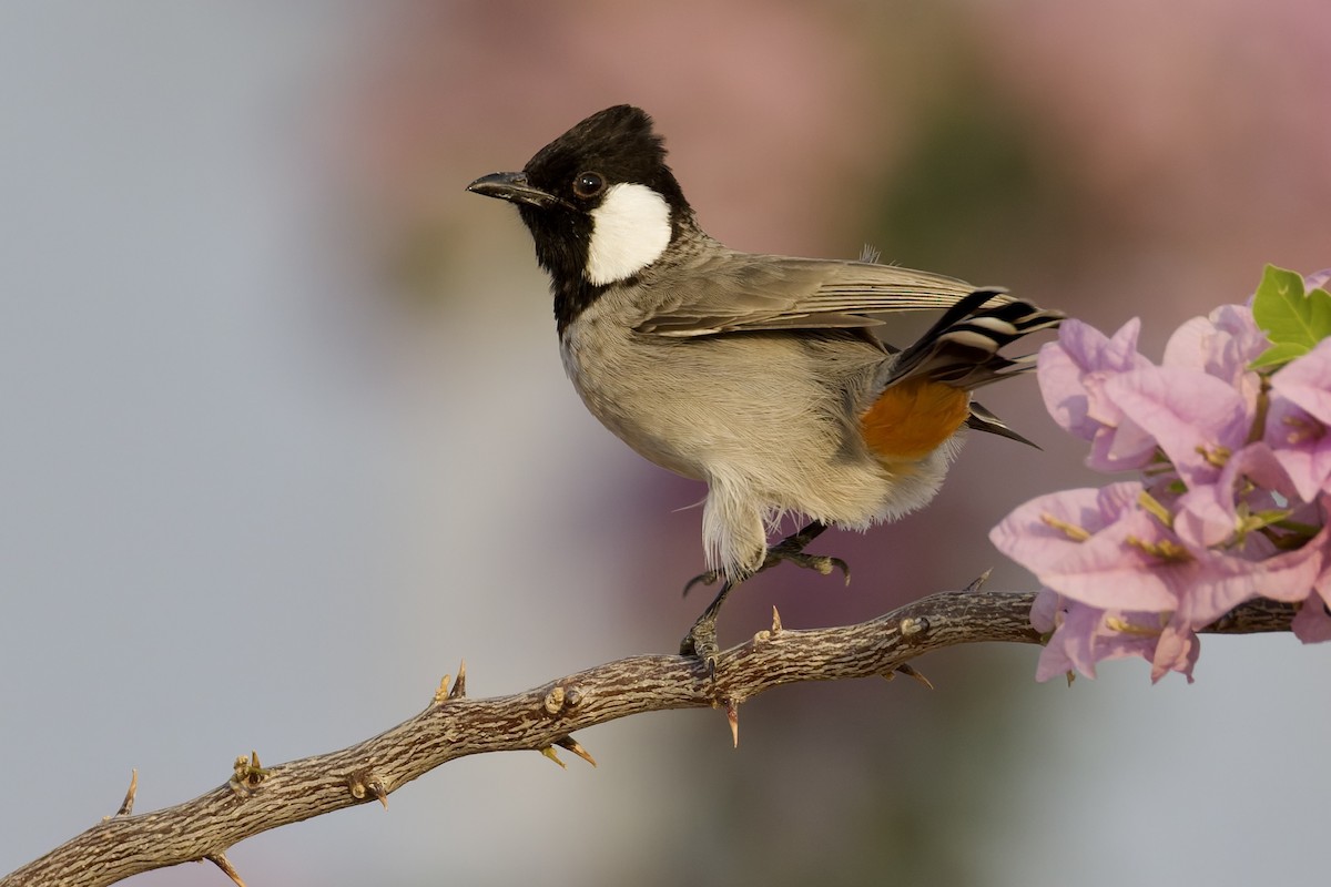 hvitørebylbyl - ML644525313