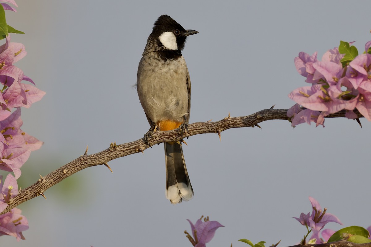 hvitørebylbyl - ML644525314