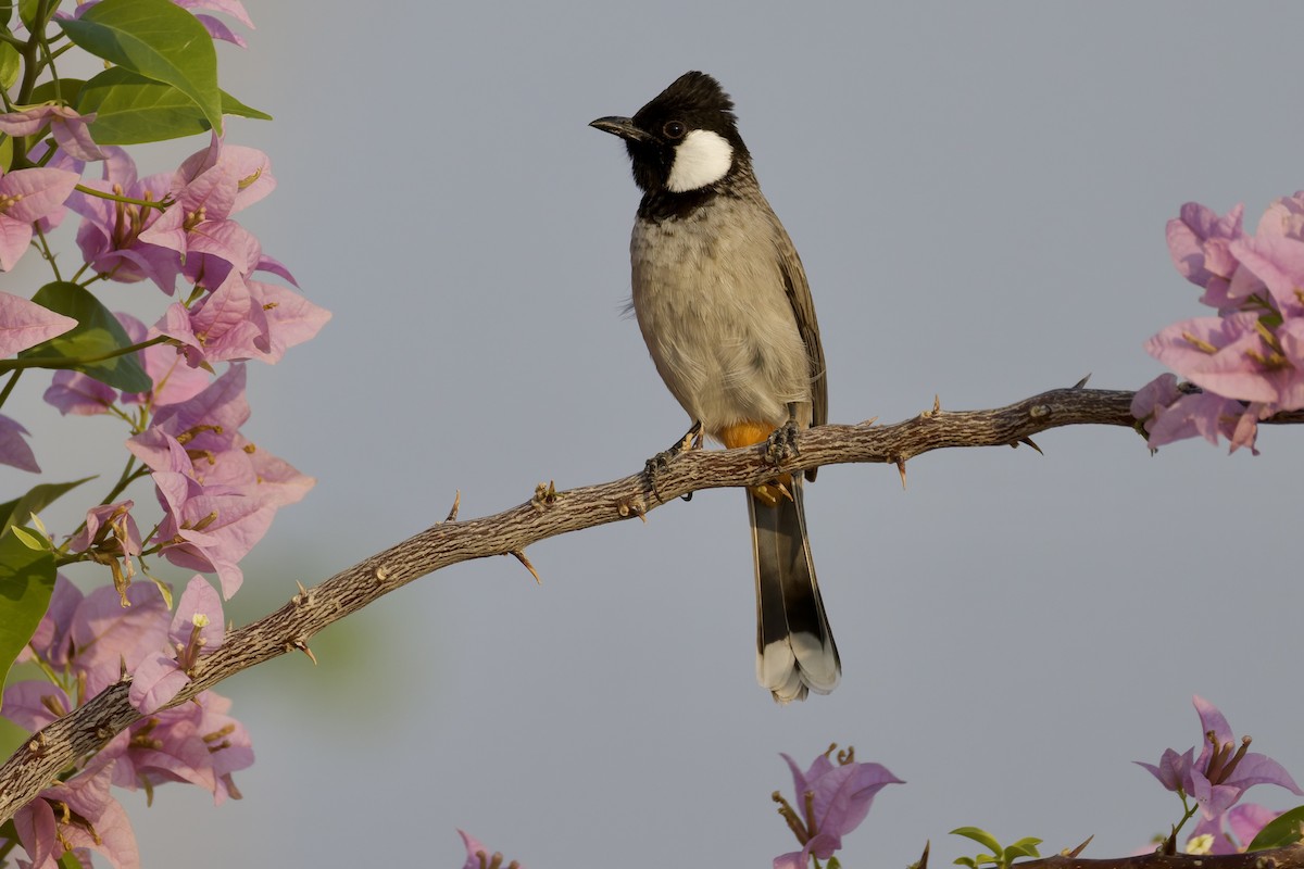 hvitørebylbyl - ML644525315