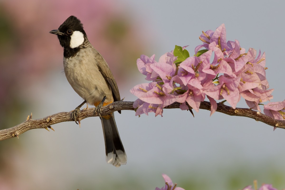 hvitørebylbyl - ML644525316