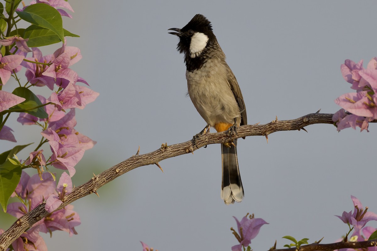 hvitørebylbyl - ML644525317