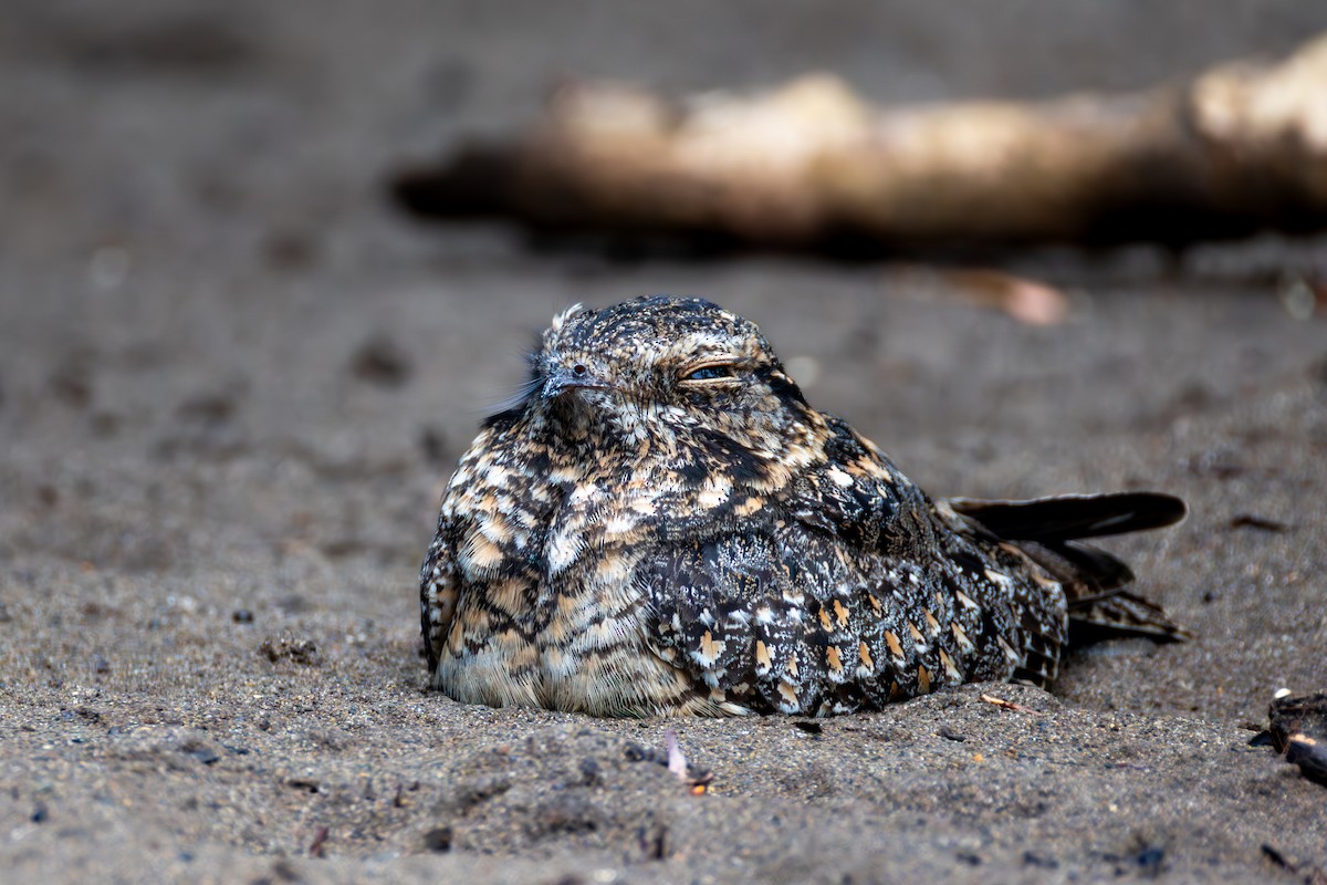 Savanna Nightjar - ML644525319