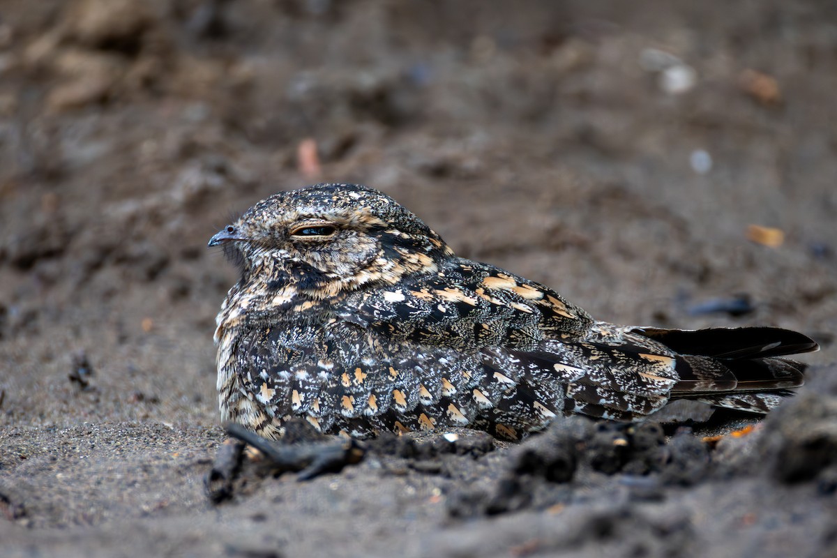 Savanna Nightjar - ML644525320