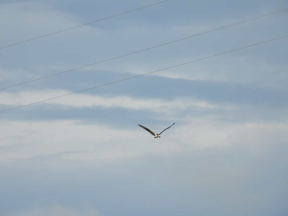 Osprey - ML644525321