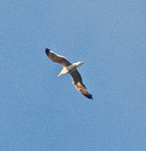 Lesser Black-backed Gull - ML644525327