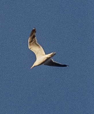 Lesser Black-backed Gull - ML644525328