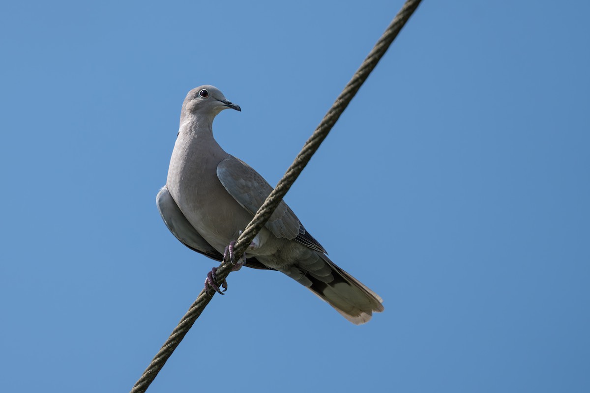 Eurasian Collared-Dove - ML644525330