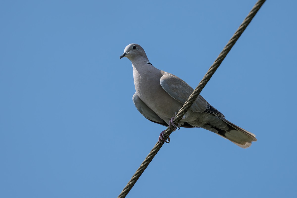 Eurasian Collared-Dove - ML644525331